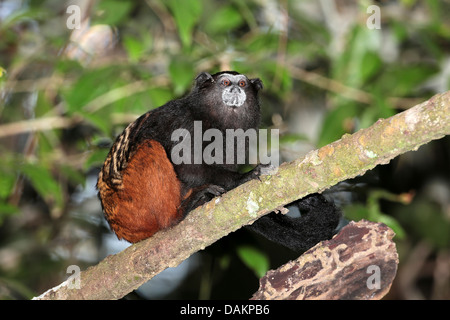 Marrone-mantled tamarin, a doppio spiovente tamarin, sella andina-back tamarin (Saguinus fuscicollis), seduto su un ramo, Brasile, acro Foto Stock