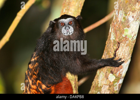 Marrone-mantled tamarin, a doppio spiovente tamarin, sella andina-back tamarin (Saguinus fuscicollis), seduto su un ramo, Brasile, acro Foto Stock