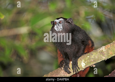 Marrone-mantled tamarin, a doppio spiovente tamarin, sella andina-back tamarin (Saguinus fuscicollis), seduto su un ramo, Brasile, acro Foto Stock