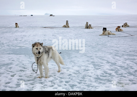 Alaskan Malamute (Canis lupus f. familiaris), slitte trainate da cani in appoggio sul ghiaccio, Canada, Nunavut, ingresso di stagno Foto Stock