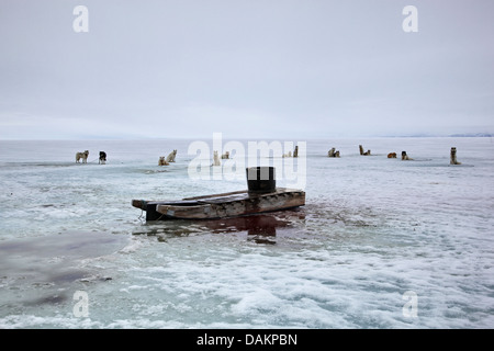 Alaskan Malamute (Canis lupus f. familiaris), slitte trainate da cani in appoggio sul ghiaccio, Canada, Nunavut, ingresso di stagno Foto Stock