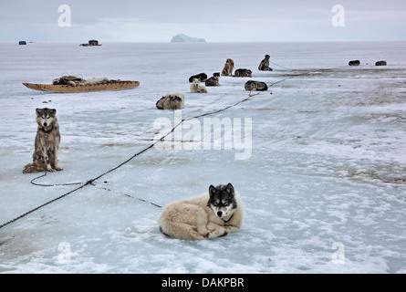 Alaskan Malamute (Canis lupus f. familiaris), slitte trainate da cani in appoggio sul ghiaccio, Canada, Nunavut, ingresso di stagno Foto Stock