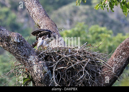 Arpia Aquila (Harpia harpyja), femmina all'aerie, aquila più grande del mondo, Brasile Foto Stock