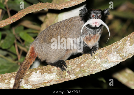 L'imperatore tamarin (Saguinus imperator), seduto su un ramo, Brasile, acro Foto Stock