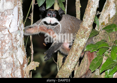 L'imperatore tamarin (Saguinus imperator), arrampicata su un albero, Brasile, acro Foto Stock