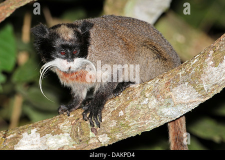 L'imperatore tamarin (Saguinus imperator), seduto su un ramo, Brasile, acro Foto Stock