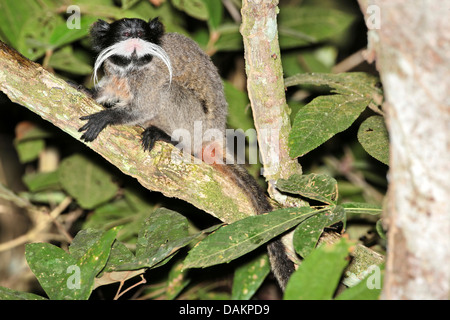 L'imperatore tamarin (Saguinus imperator), seduto su un ramo, Brasile, acro Foto Stock