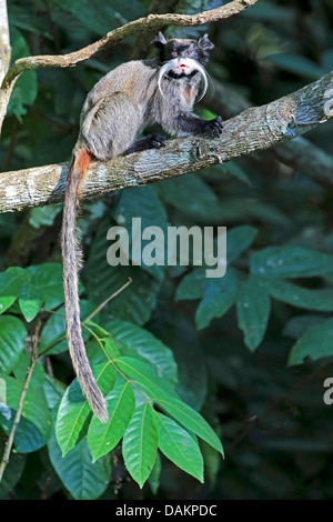 L'imperatore tamarin (Saguinus imperator), seduto su un ramo, Brasile, acro Foto Stock