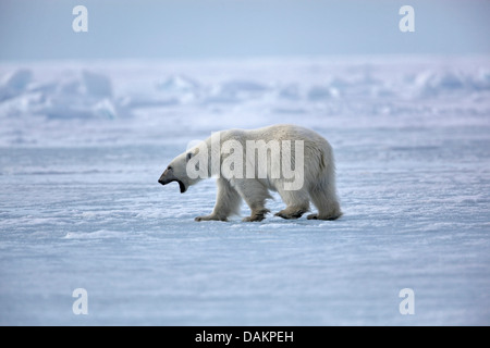 Orso polare (Ursus maritimus), sbadigli, Canada, Nunavut Foto Stock