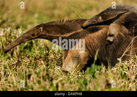 Giant anteater (Myrmecophaga tridactyla), madre con bambino sul retro, Brasile, Mato Grosso do Sul Foto Stock
