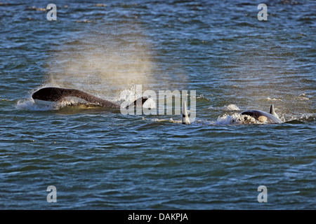 Orca, grande balena killer, grampus (Orcinus orca), il pattugliamento lungo la riva per la caccia di una guarnizione di tenuta, Argentina, Patagonia, Valdes Foto Stock