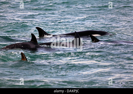 Orca, grande balena killer, grampus (Orcinus orca), il pattugliamento lungo la riva per la caccia di una guarnizione di tenuta, Argentina, Patagonia, Valdes Foto Stock