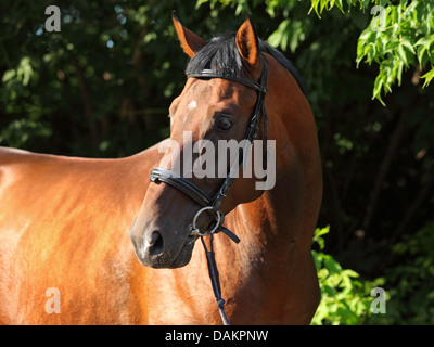 Cavallo Trakehner al tramonto Foto Stock