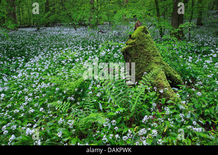 Ramsons, buckrams, aglio selvatico, di latifoglie, aglio Aglio in legno muniti di porro, l'aglio orsino (Allium ursinum), che fiorisce in un legno con Legno di felci in primavera, Svizzera Foto Stock