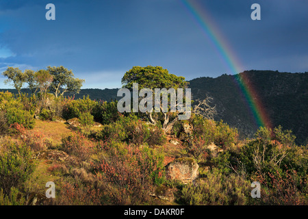 Quercia da sughero (Quercus suber), in un tipico paesaggio, Spagna, Andalusia, Naturpark Sierra de Andjar , Sierra Morena Foto Stock