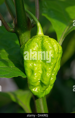 Lo spagnolo Naga chili (aka il Gibraltar Naga), uno del mondo più calde di peperoncini rossi con un Scoville nominale di 1 milioni di euro+ SHUs. Foto Stock