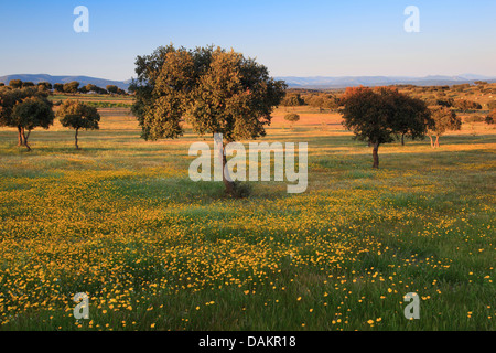 Quercia da sughero (Quercus suber), le querce da sughero in prato, Spagna, Andalusia, Naturpark Sierra de Andjar, Sierra Morena Foto Stock