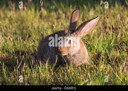 Coniglio europeo (oryctolagus cuniculus), seduti in un prato nella luce della sera, Spagna, Jaen Foto Stock