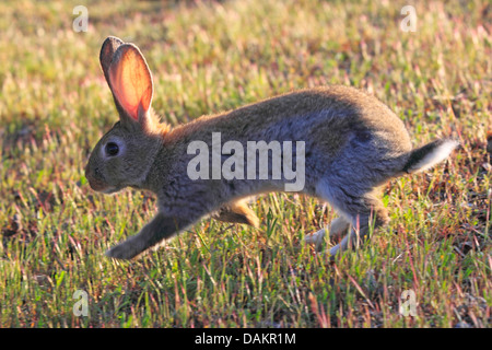 Coniglio europeo (oryctolagus cuniculus), scampering attraverso un prato in controluce, Spagna, Jaen Foto Stock