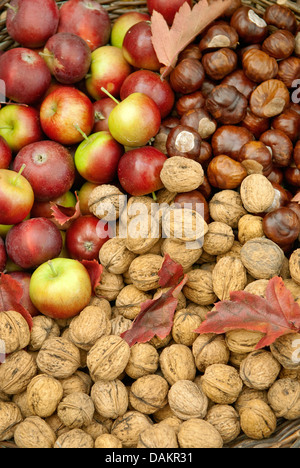 Noce (Juglans regia), autunno cesto con mele, noci e castagne, Germania Foto Stock