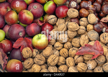 Noce (Juglans regia), autunno cesto con mele, noci e castagne, Germania Foto Stock