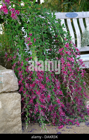 Thunberg's bushclover (Lespedeza thunbergii), fioritura accanto a una panchina da giardino Foto Stock