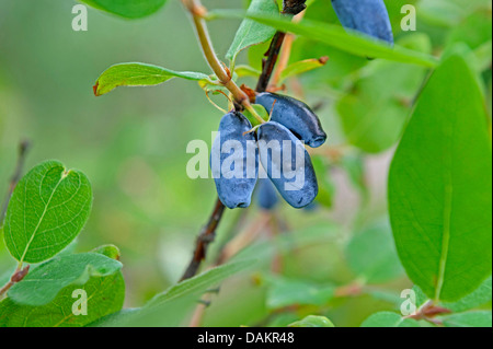 Blu-caprifoglio a bacca, Bluefly caprifoglio, caprifoglio Sweetberry (Lonicera caerulea " Berry Blue', Lonicera caerulea Berry blu), vultivar Berry Blue Foto Stock