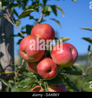 Melo (Malus domestica 'Gestreifter Herbstkalvill', Malus domestica Gestreifter Herbstkalvillter), cultivar Gestreifter Herbstkalvill Foto Stock