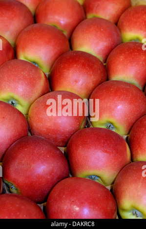 Melo (Malus domestica 'Kanzi', Malus domestica Kanzi), cultivar Kanzi Foto Stock