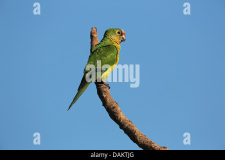 Peach-fronteggiata conure, pesca-fronteggiata parrocchetto (Aratinga aurea), su un ramo, Brasile, Pantanal Foto Stock