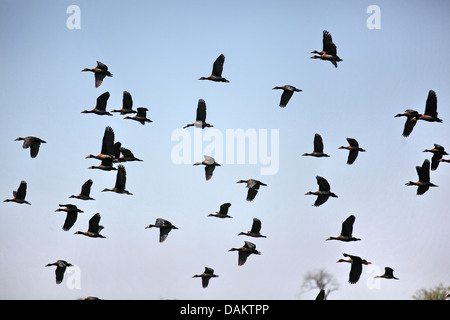 Rosso-fatturati sibilo anatra (Dendrocygna autumnalis), gregge in volo, Brasile Foto Stock