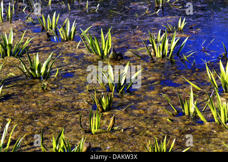 Il granchio-artiglio, acqua-soldato (Stratiotes aloides), su un laghetto, Germania Foto Stock