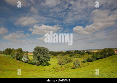 Paesaggio di Bocage con siepi e alberi, Belgio, Scherpenberg Foto Stock