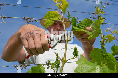 Un lavoratore rivestimenti vigneti vicino a Heidelberg, Germania, 5 maggio 2011. Foto: Uwe Anspach Foto Stock