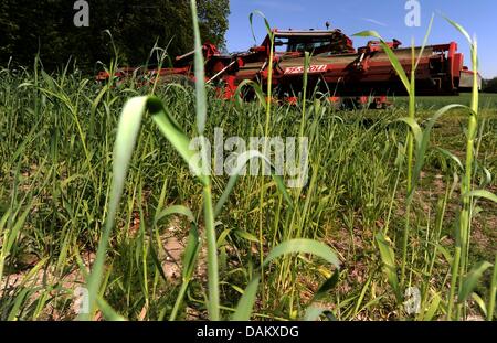 La segale è tagliato su un campo in Barlohe, Germania, 9 maggio 2011. Dopo dieci settimane senza pioggia, gli agricoltori nel nord della Germania temere gravi problemi per le colture e le piante. Foto: Carsten Rehder Foto Stock