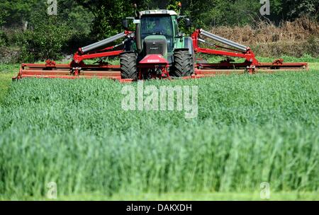 La segale è tagliato su un campo in Barlohe, Germania, 9 maggio 2011. Dopo dieci settimane senza pioggia, gli agricoltori nel nord della Germania temere gravi problemi per le colture e le piante. Foto: Carsten Rehder Foto Stock