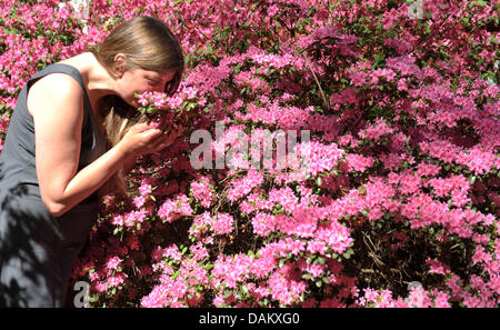 Una donna che odora di rosa fiori di azalea presso il parco di rododendro in Bremen, Germania, 9 maggio 2011. Foto: Carmen Jaspersen Foto Stock