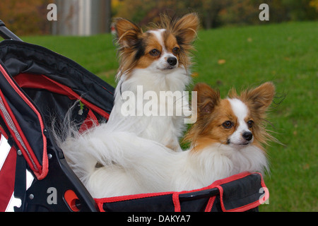 Papillon (Canis lupus f. familiaris), due Papillons seduto in un cane buggy Foto Stock