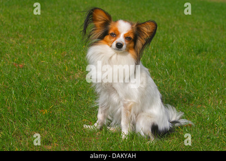 Papillon (Canis lupus f. familiaris), seduti in un prato Foto Stock