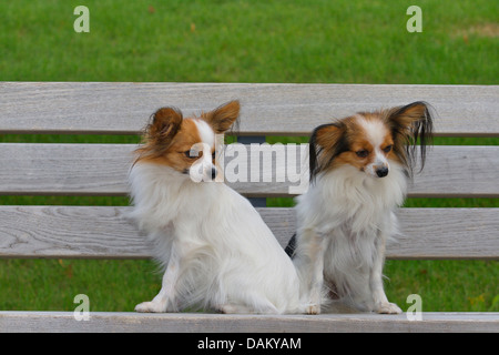 Papillon (Canis lupus f. familiaris), due Papillons seduta su una panchina nel parco Foto Stock