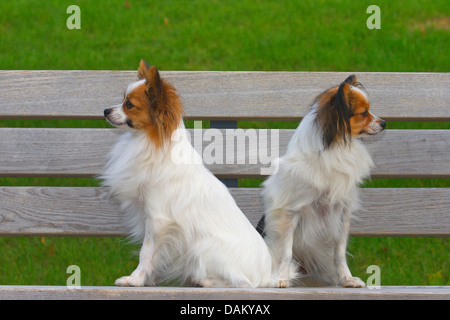 Papillon (Canis lupus f. familiaris), due Papillons seduta su una panchina nel parco Foto Stock