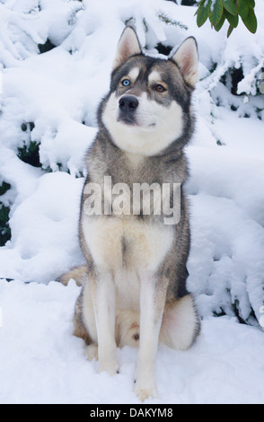 Razza cane (Canis lupus f. familiaris), Husky-Malamute-razza mista nella neve Foto Stock