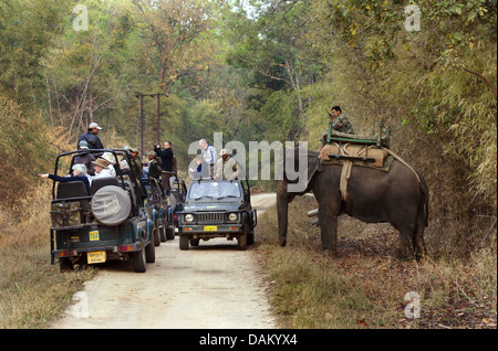 Elefante asiatico, elefante Asiatico (Elephas maximus), mahout sul suo lavoro di compensazione di elefante il modo per alcuni Jeep turistico su un suolo road, India, Madhya Pradesh, Parco Nazionale di Kanha Foto Stock