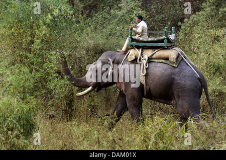 Elefante asiatico, elefante Asiatico (Elephas maximus), due mahouts sul loro lavoro elefanti, Madhya Pradesh, Parco Nazionale di Kanha Foto Stock