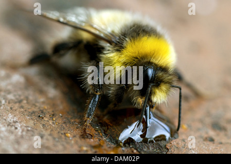 Buff-tailed Bumble Bee (Bombus terrestris), seduto sulla massa di suolo di bere da una goccia di acqua, Regno Unito, Scozia, Cairngorms National Park Foto Stock