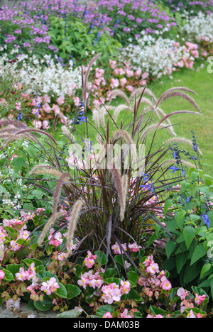 Fontana di erba, crimson fountaingrass (Pennisetum setaceum 'Rubrum', Pennisetum setaceum rubrum), cultivar Rubrum Foto Stock