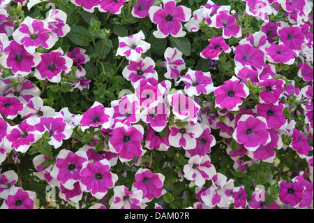 Giardino di petunia Petunia ('Picotee viola', Picotee Petunia viola), cultivar Picotee viola, fioritura Foto Stock