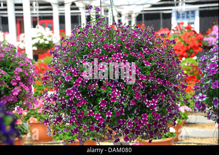 Giardino (petunia Petunia viola "Star", Petunia Stella viola), cultivar viola Star, fioritura Foto Stock