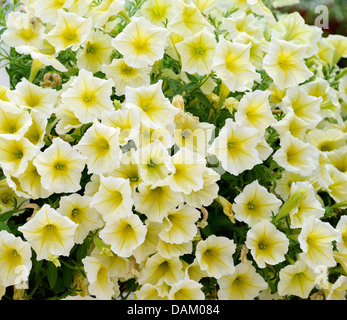 Giardino di petunia Petunia (giallo, giallo di Petunia), cultivar giallo, fioritura Foto Stock