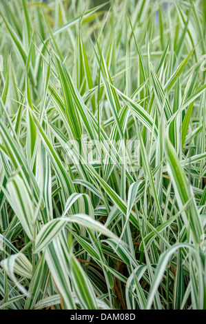 Reed scagliola (Phalaris arundinacea 'Dwarf giarrettiere', Phalaris arundinacea Dwarf giarrettiere), cultivar arf giarrettiere Foto Stock